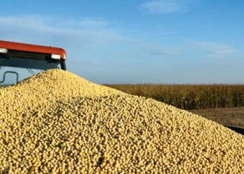 Prix du soja 2024-2025 : des mesures renforcées pour protéger la filière
