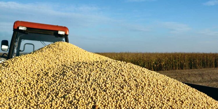 Prix du soja 2024-2025 : des mesures renforcées pour protéger la filière