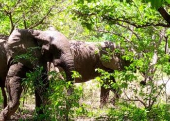 Bénin-Biodiversité : Un troupeau de trois éléphants en divagation à Djougou
