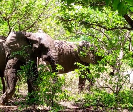 Bénin-Biodiversité : Un troupeau de trois éléphants en divagation à Djougou