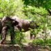 Bénin-Biodiversité : Un troupeau de trois éléphants en divagation à Djougou