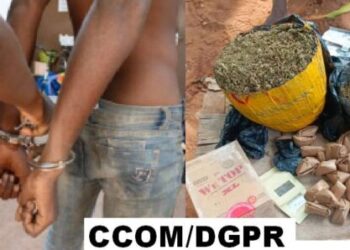 Lutte antidrogue : la Police républicaine frappe fort à Djougou et Ouèssè
