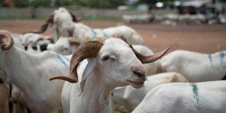 Tabaski 2025 : foi forte, poches vides