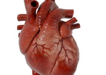 Trafic macabre à Toviklin : deux jeunes arrêtés avec un cœur humain et du sang frais