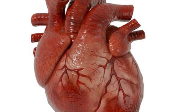 Trafic macabre à Toviklin : deux jeunes arrêtés avec un cœur humain et du sang frais