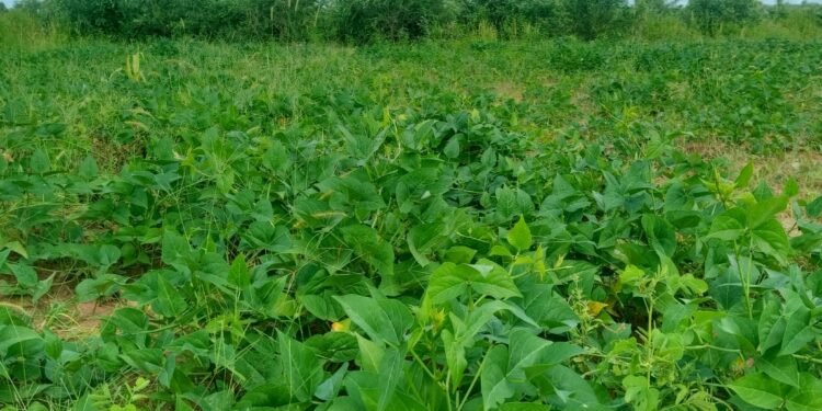 Bénin : Face au changement climatique, le niébé devient fourrage pour sauver l’élevage