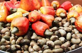 Cajou : les règles de la campagne 2025-2026 fixées